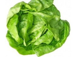 Cajon lechuga criolla invernadero