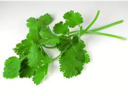 Cilantro