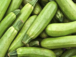 Zapallito Cuza o Zuchinni