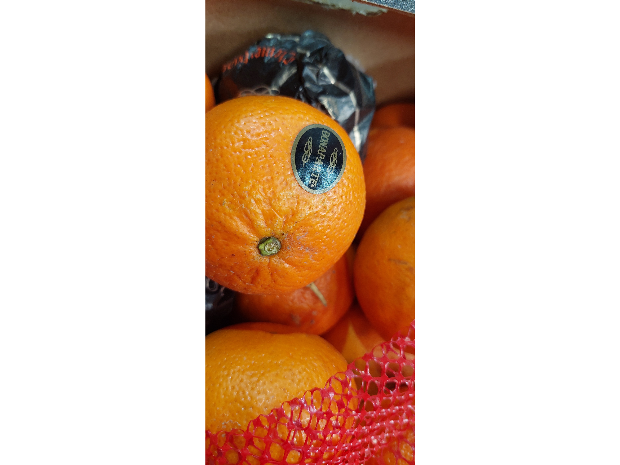 Mandarina dancin