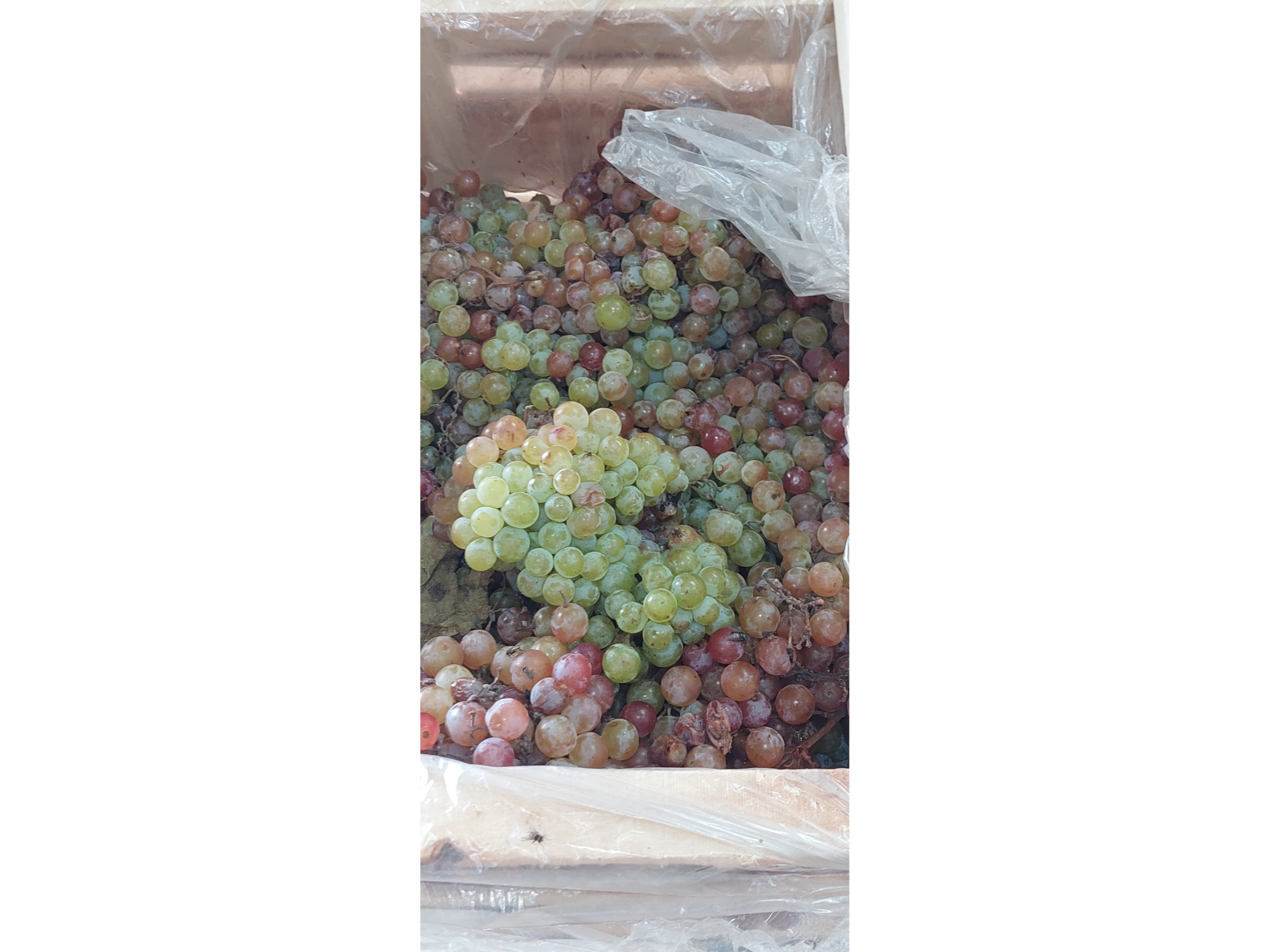 Uva moscatel rosada x kg