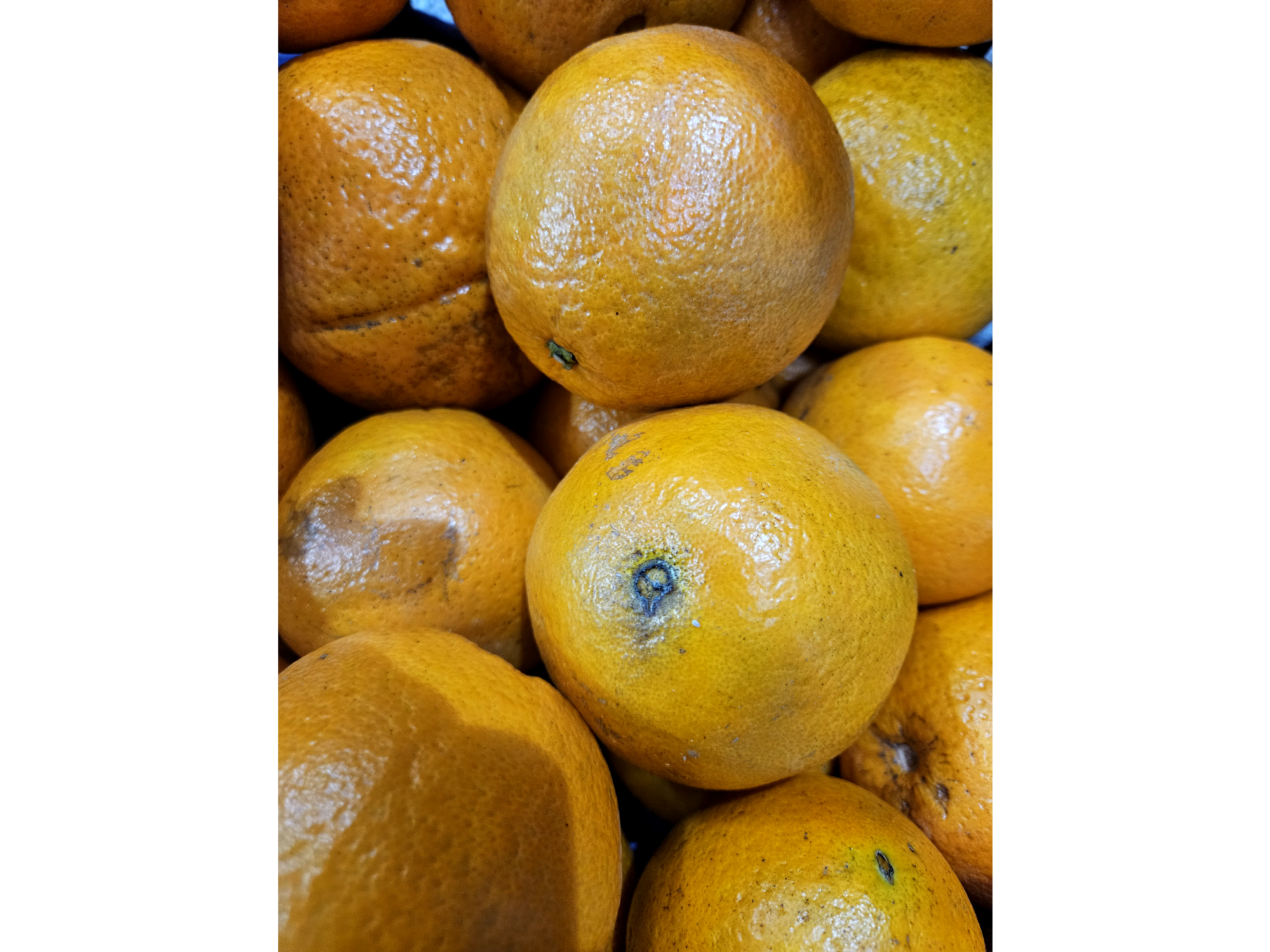 Naranja ombligo