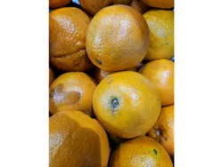 Naranja ombligo