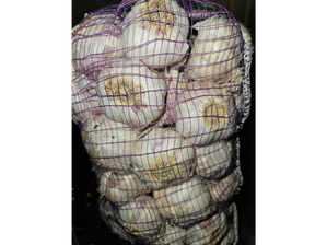 Ajo chico de Yorch´s