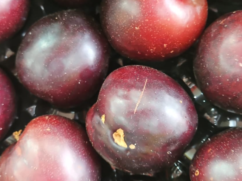 Ciruela premiun Grande x Kg