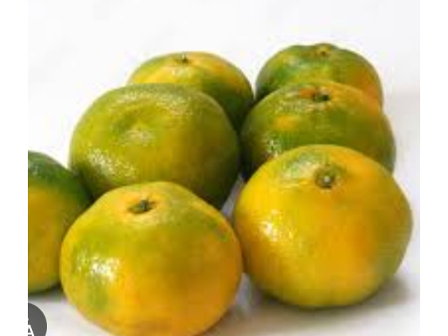 Mandarina mediana criolla