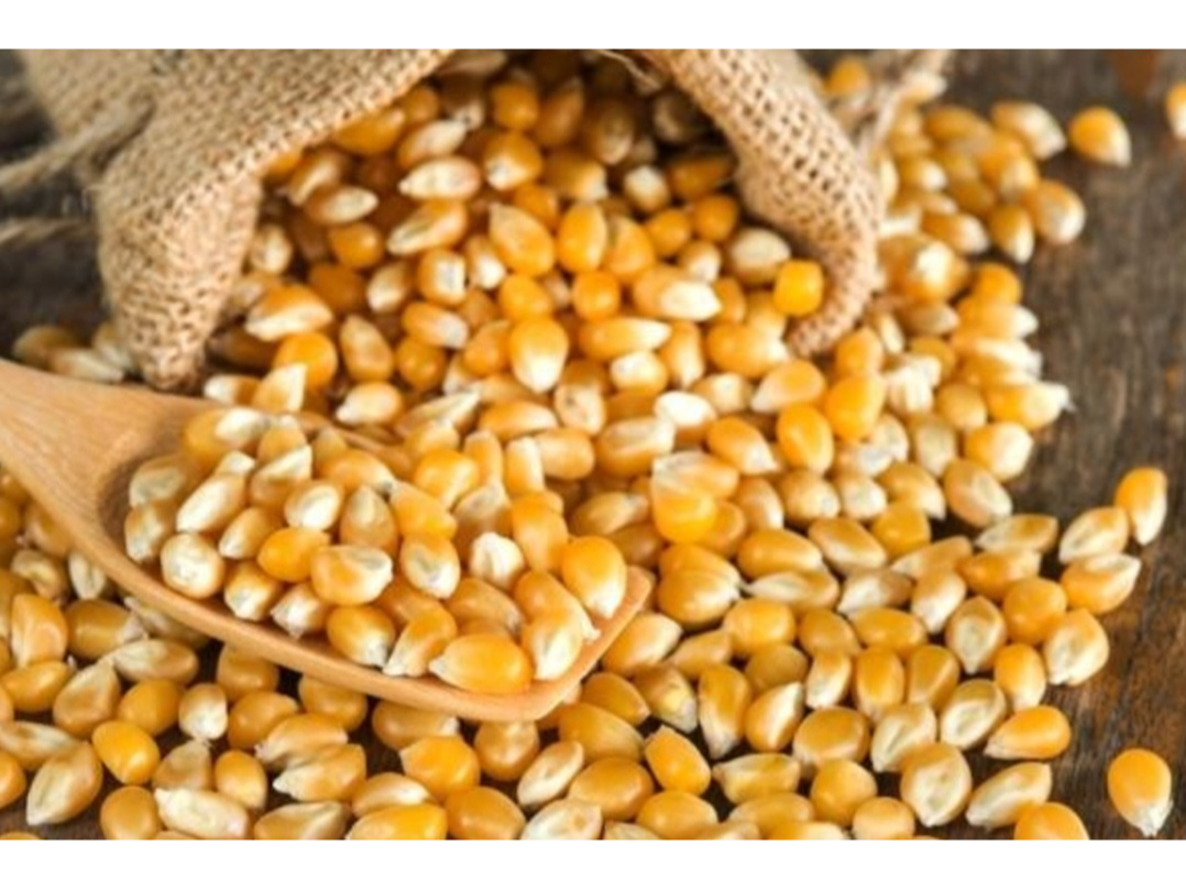 Maiz pisingallo orgánico