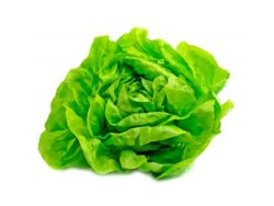 Lechuga manteca