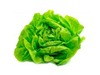 Lechuga manteca
