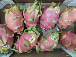 Pitahaya x unidad