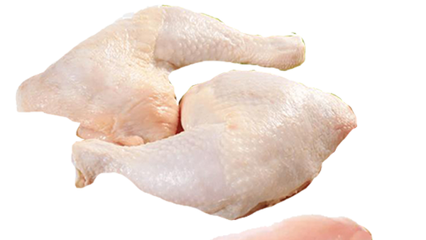 Pollo