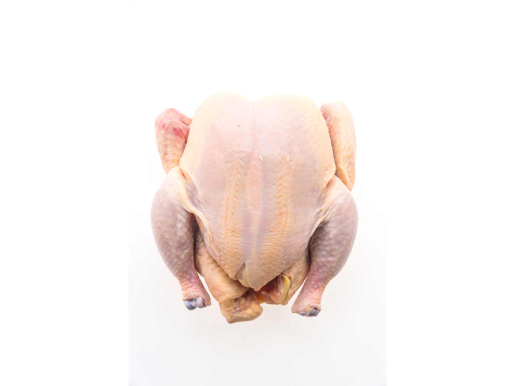 POLLO