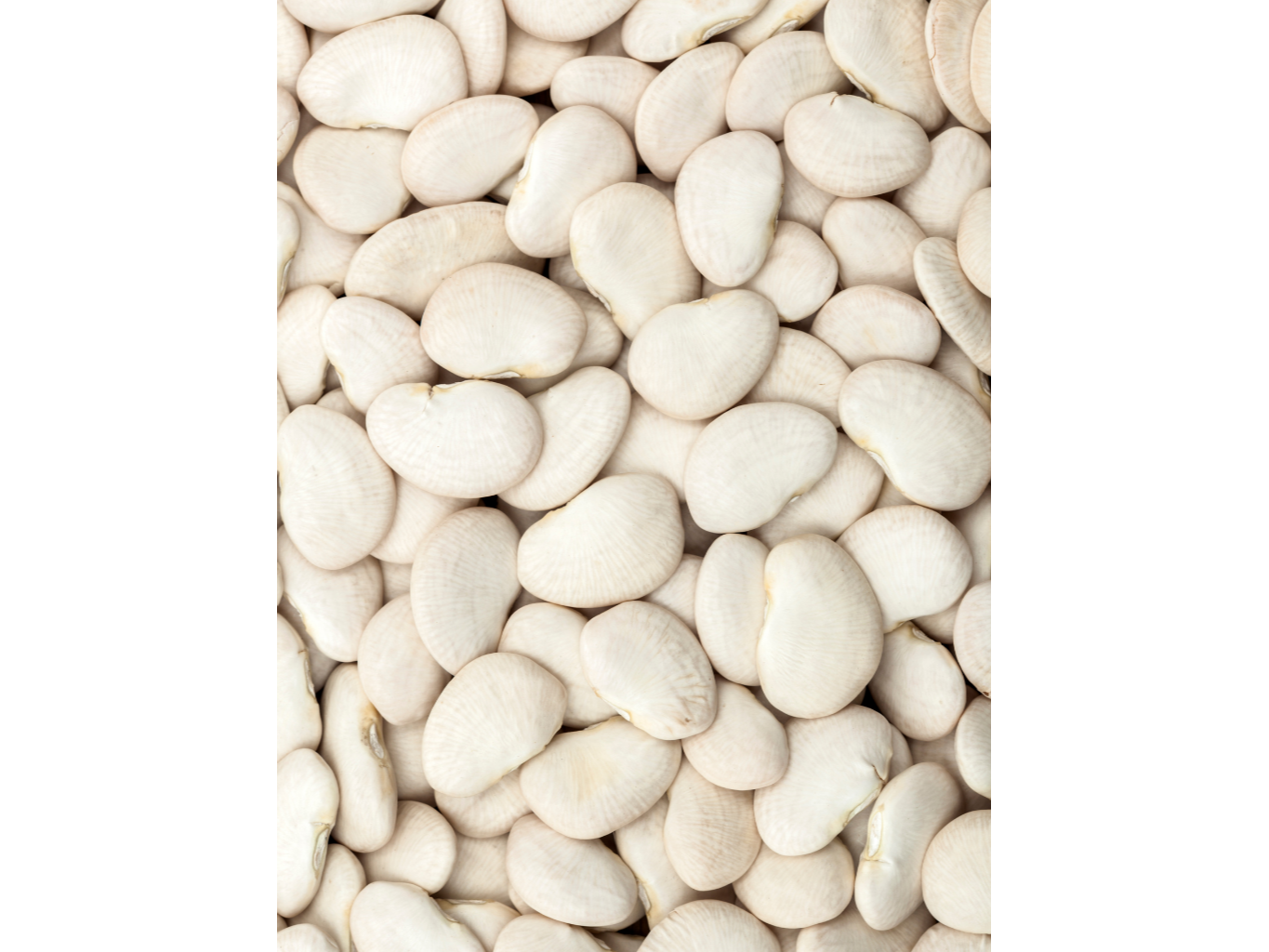 Porotos Pallares