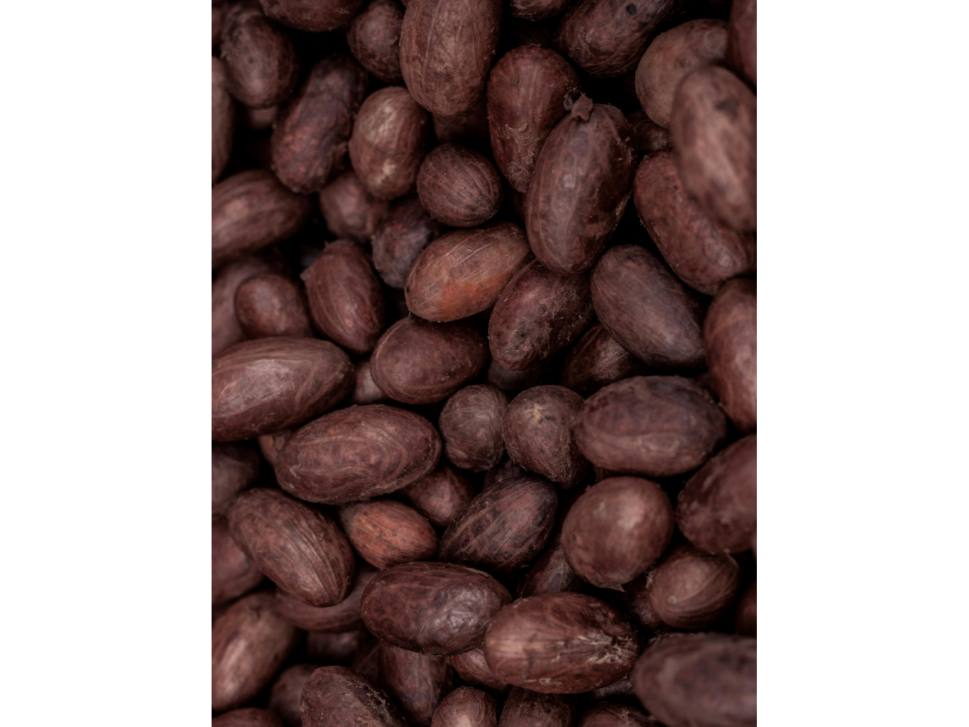 Semillas de Cacao