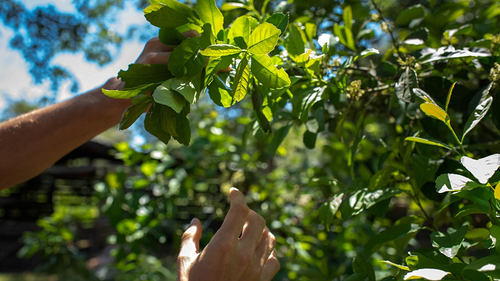 Yerbas orgánicas / agroecológicas de cooperativas