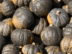 Zapallo kabutia agroecológico x kilo