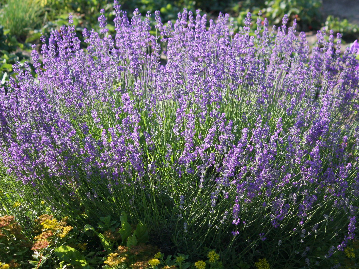 Planta de lavanda