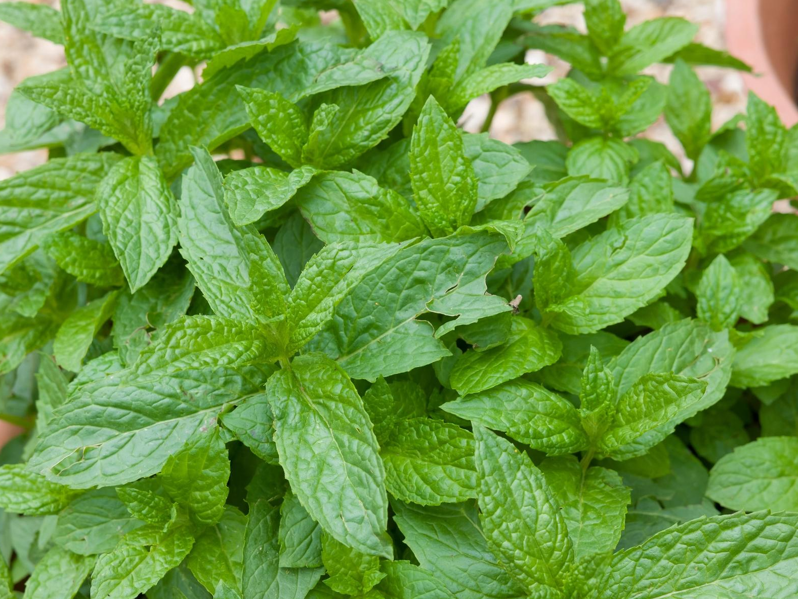 Planta de menta