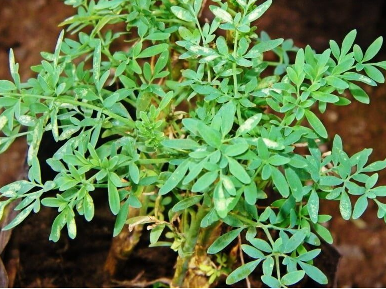 Planta de ruda