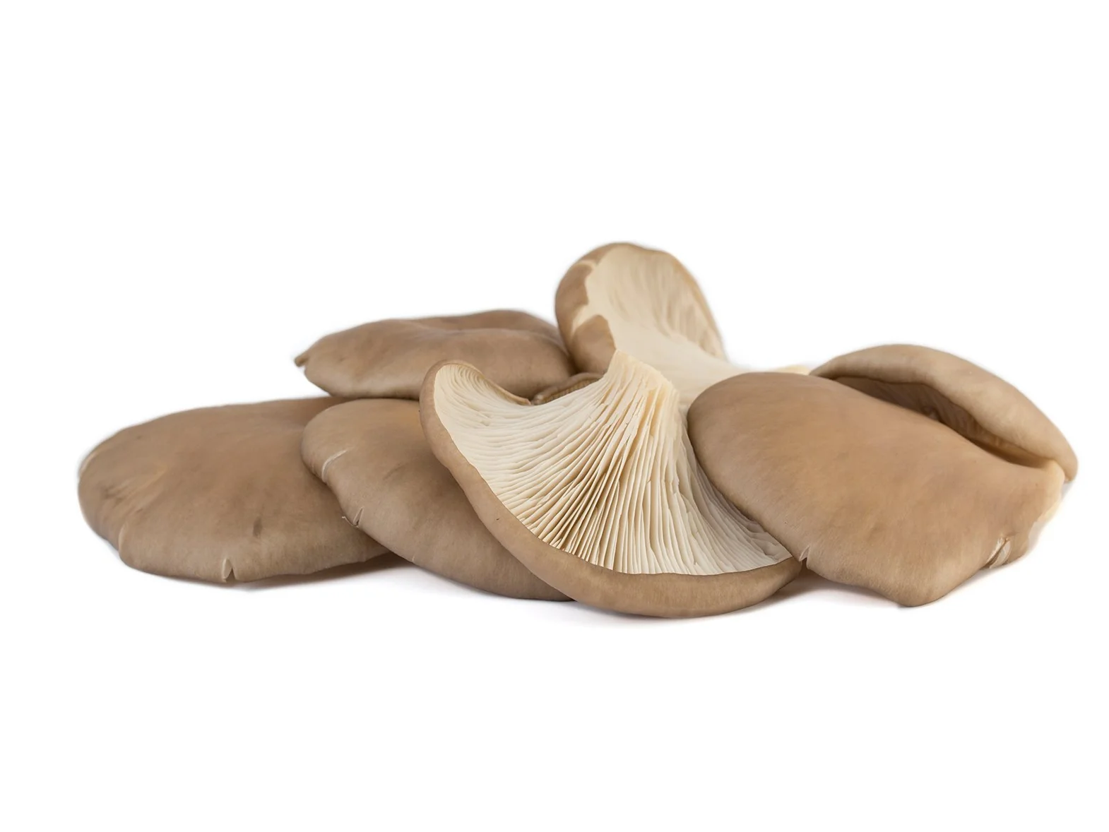 Bandeja de girgola x 150 grs (a confirmar)