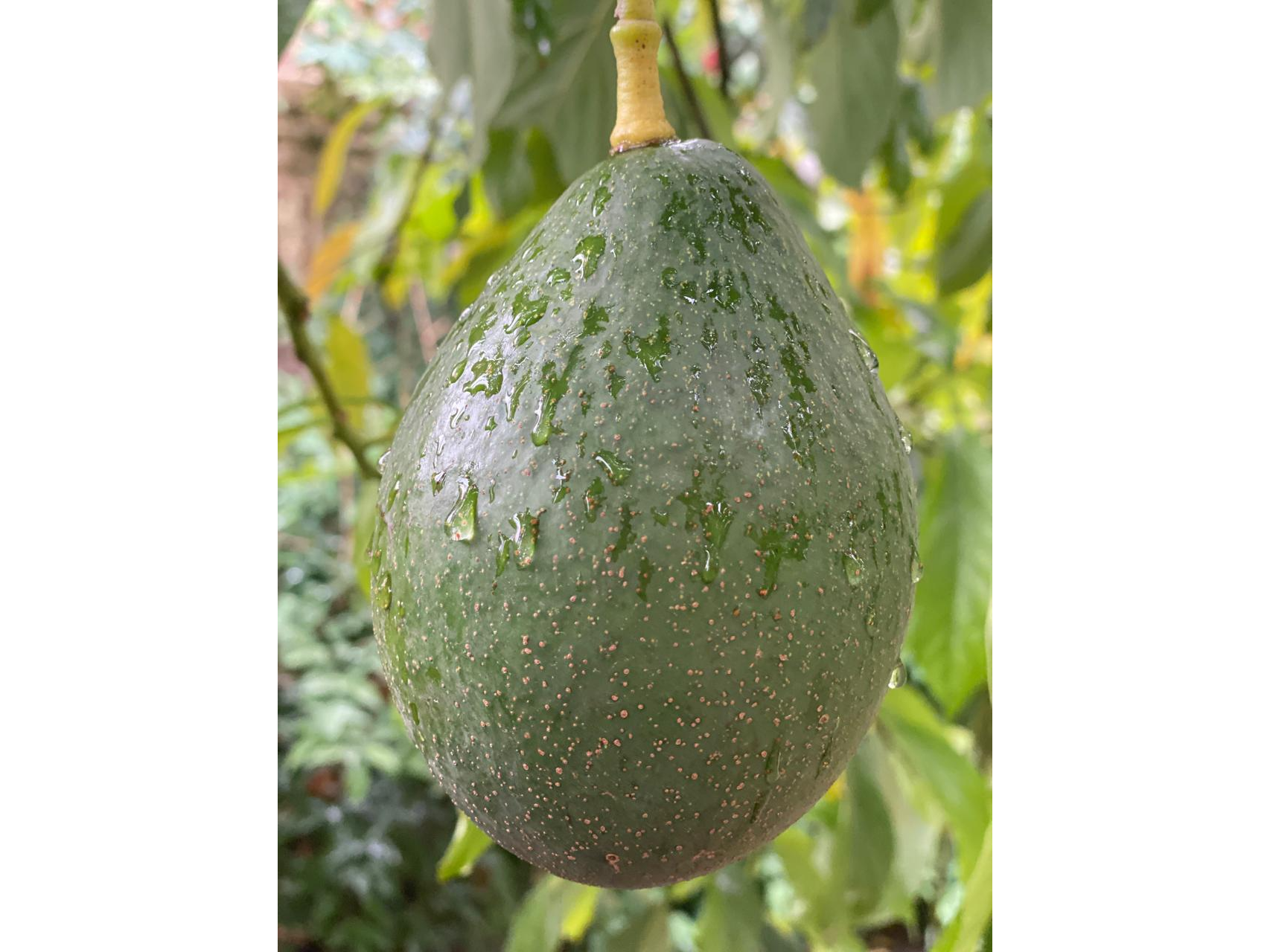 Palta criolla orgánica x kilo