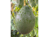 Palta criolla orgánica x kilo