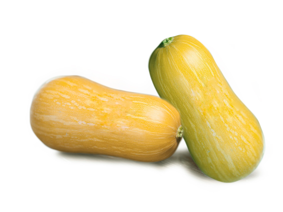 Anco batata organico