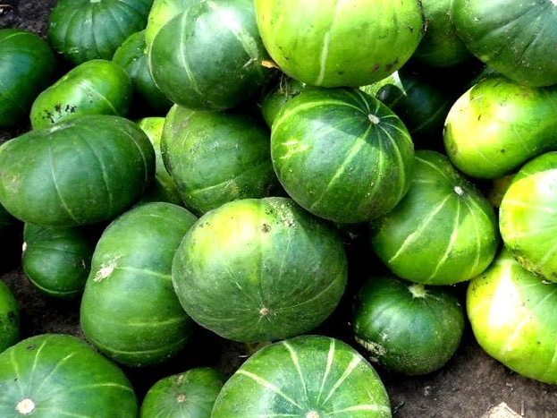 Zapallito orgánico x kilo