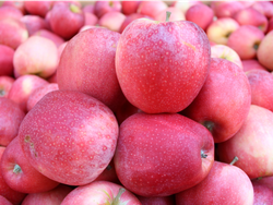 Manzana pink orgánica x kilo