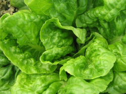 Lechuga agroecológica x unidad. Aproximadamante 300 grs