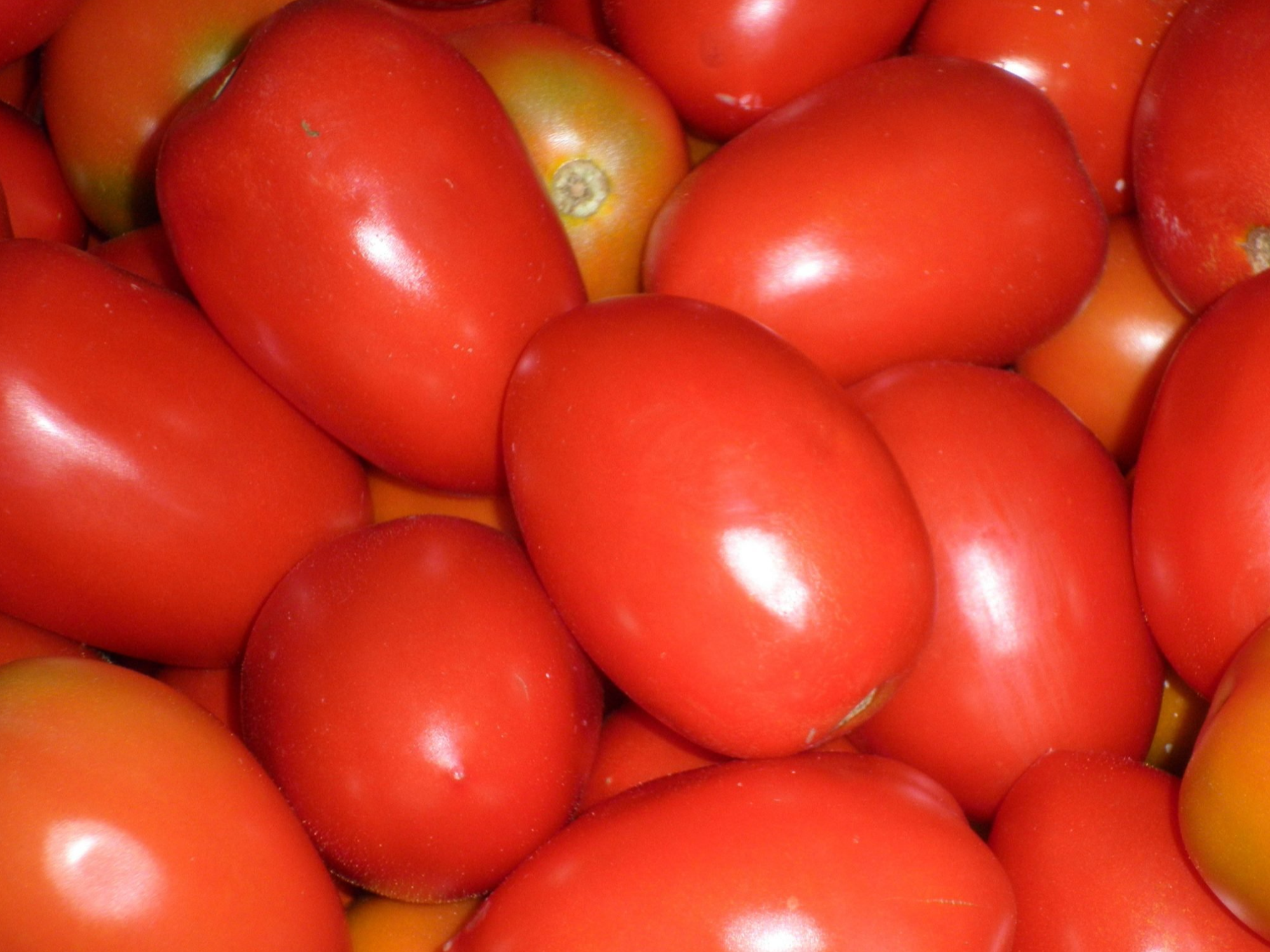 Tomate agroecológico x kilo