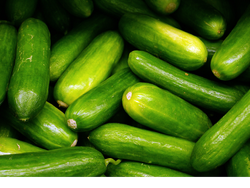 Pepino agroecologico x kilo