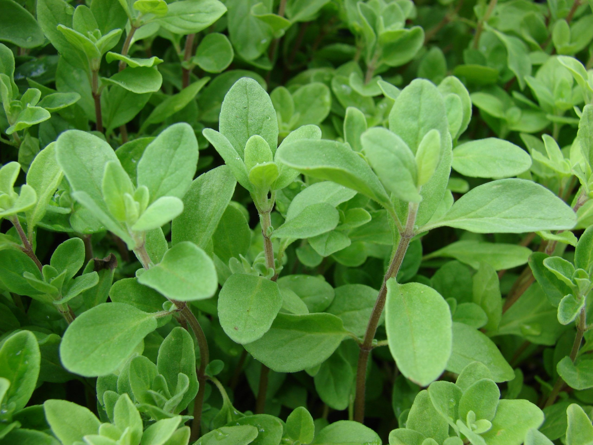 Planta de oregano