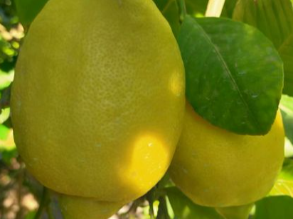 Limón agroecológico x kilo