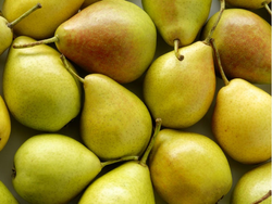 Pera agroecológica x kilo