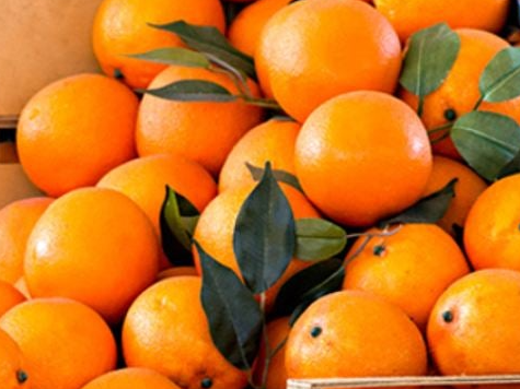 Naranjas agroecológicas  x kilo