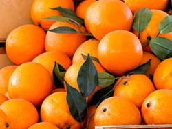 Naranjas agroecológicas x kilo