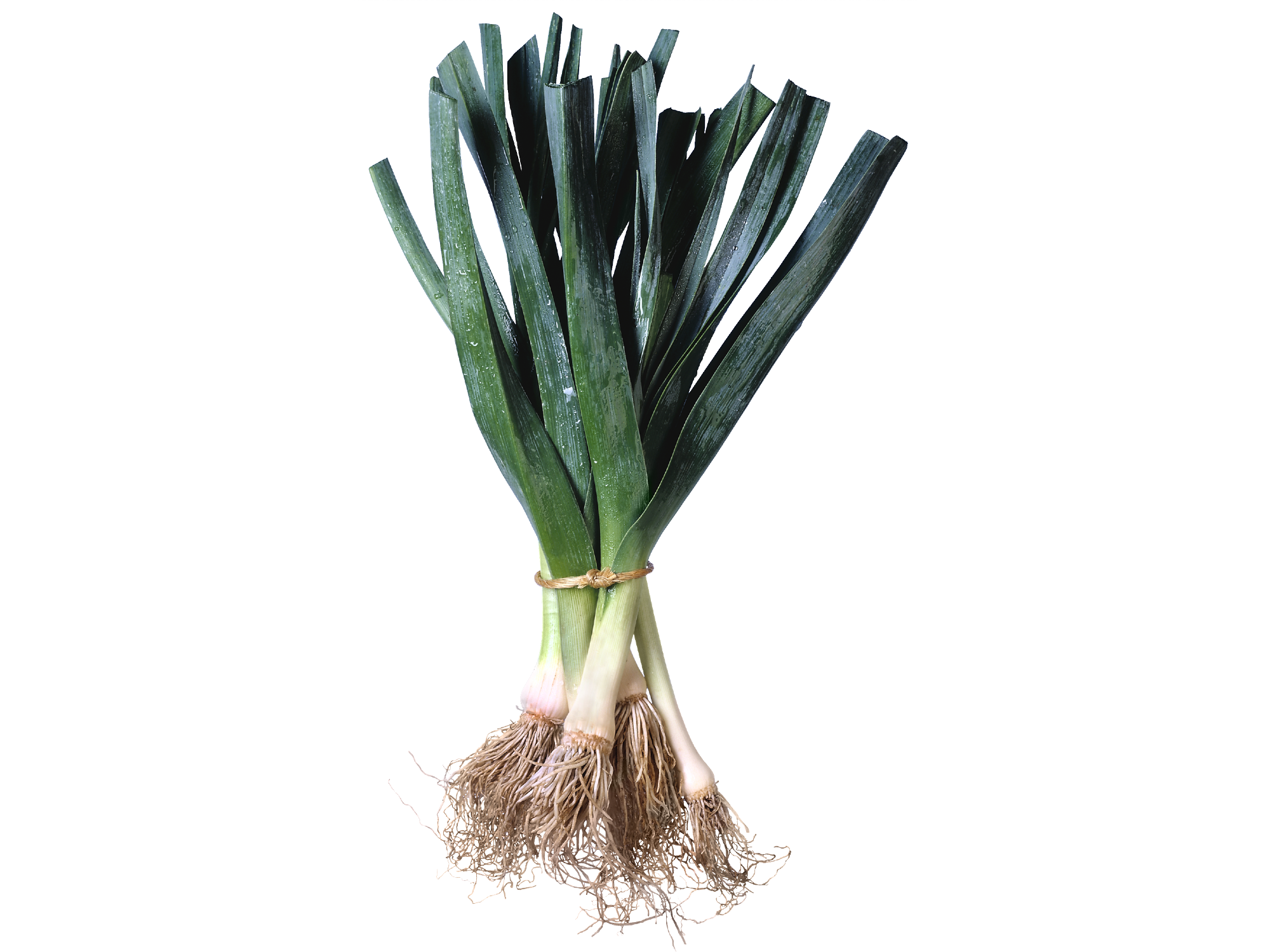 Atado de puerro organico