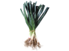 Atado de puerro organico
