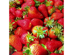 Frutillas organicas x 1/2 kilo