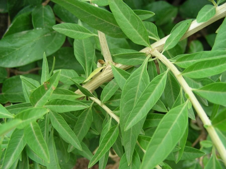 Planta de burrito