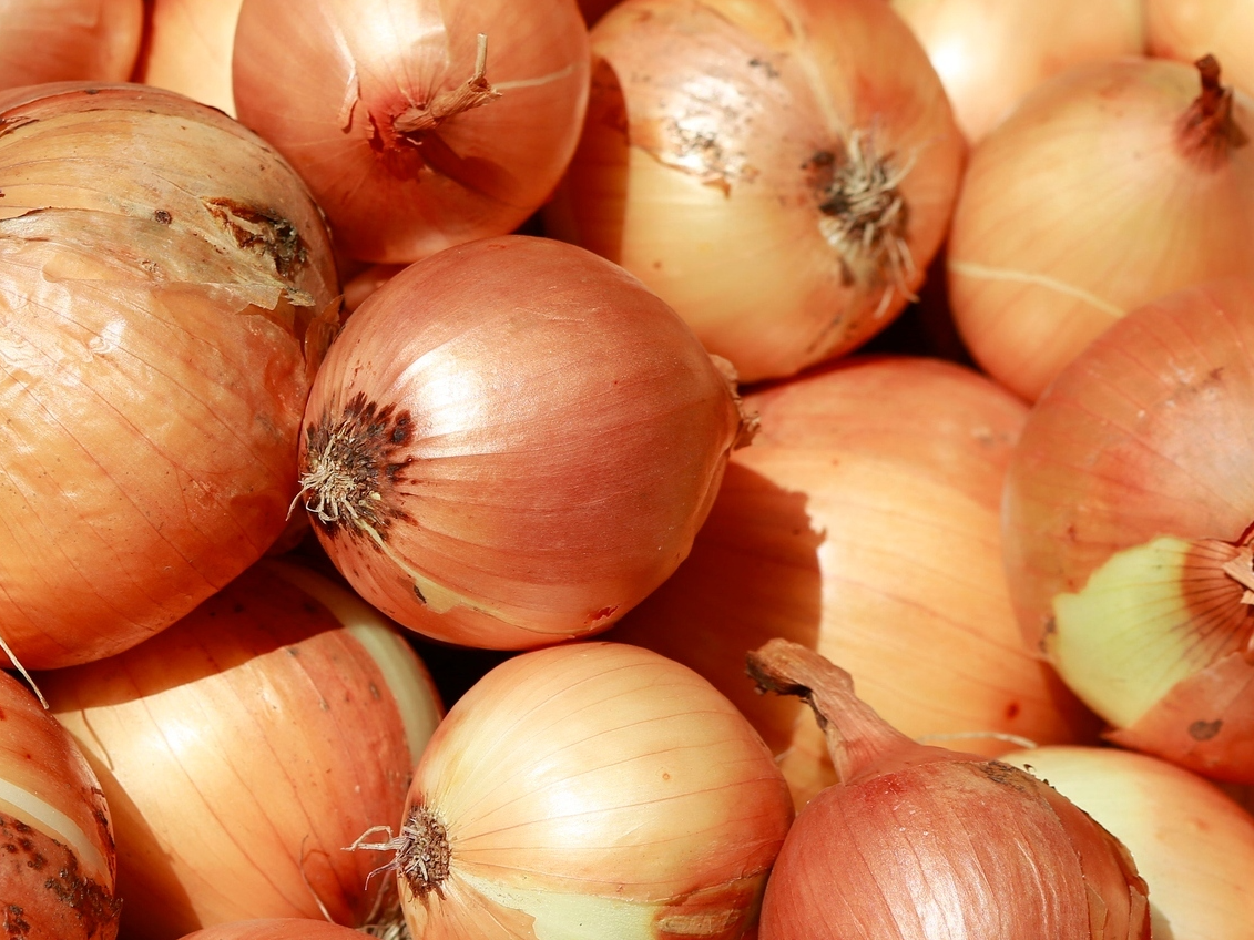 Cebolla orgánica x kilo