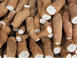 Mandioca agroecológica x kilo