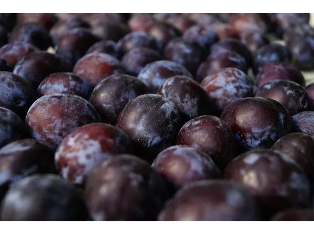 Ciruela orgánica x kilo