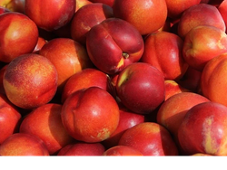 Durazno agroecológico x kilo