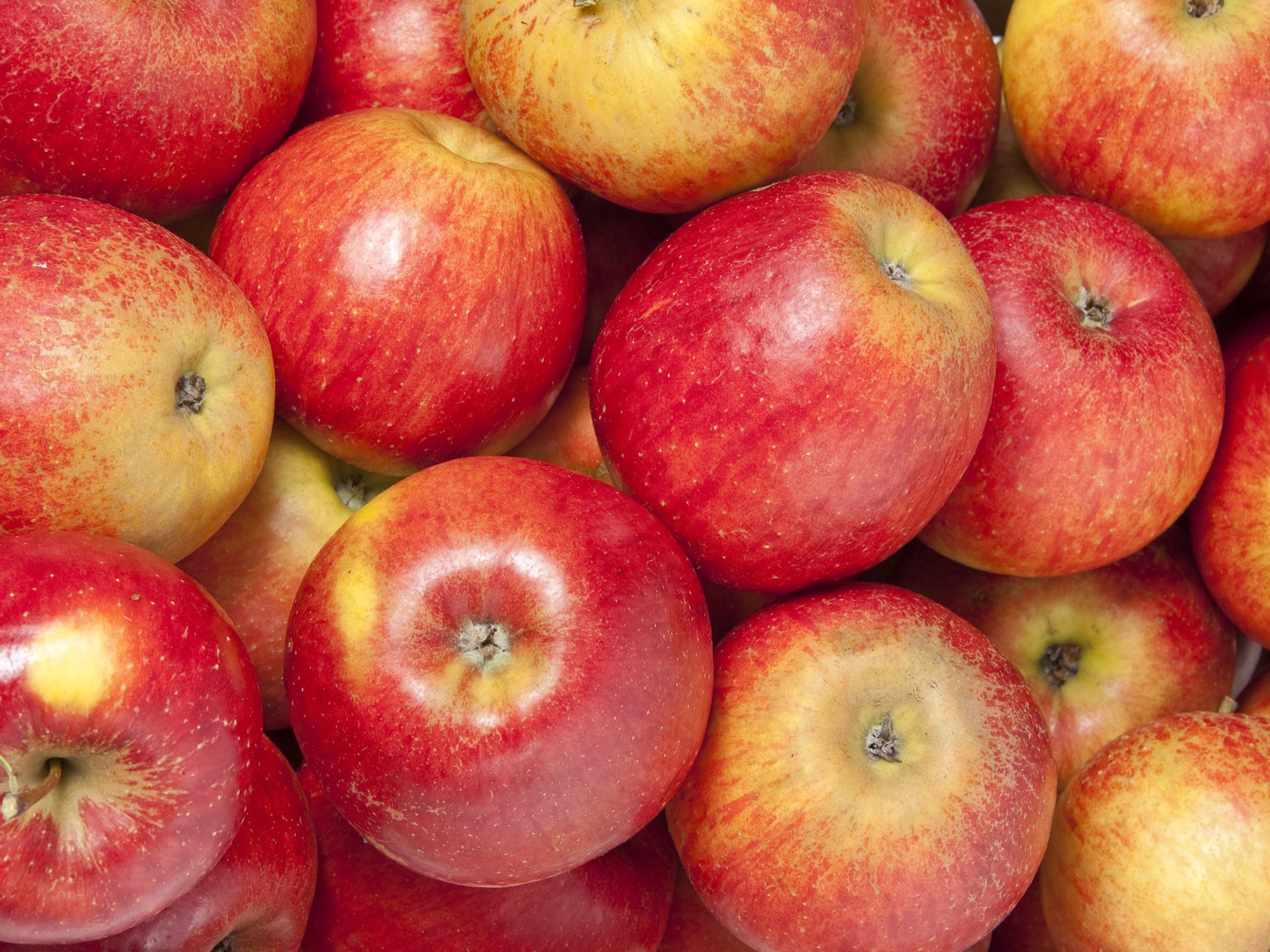 Manzana roja orgánica x kilo