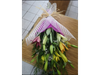 Mix de lilium