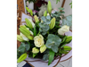 Rosas lilium