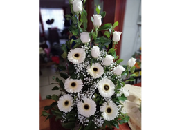 Modelo Rosa ,Gerberas