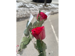 Rosa envoltorio transparente 🌹